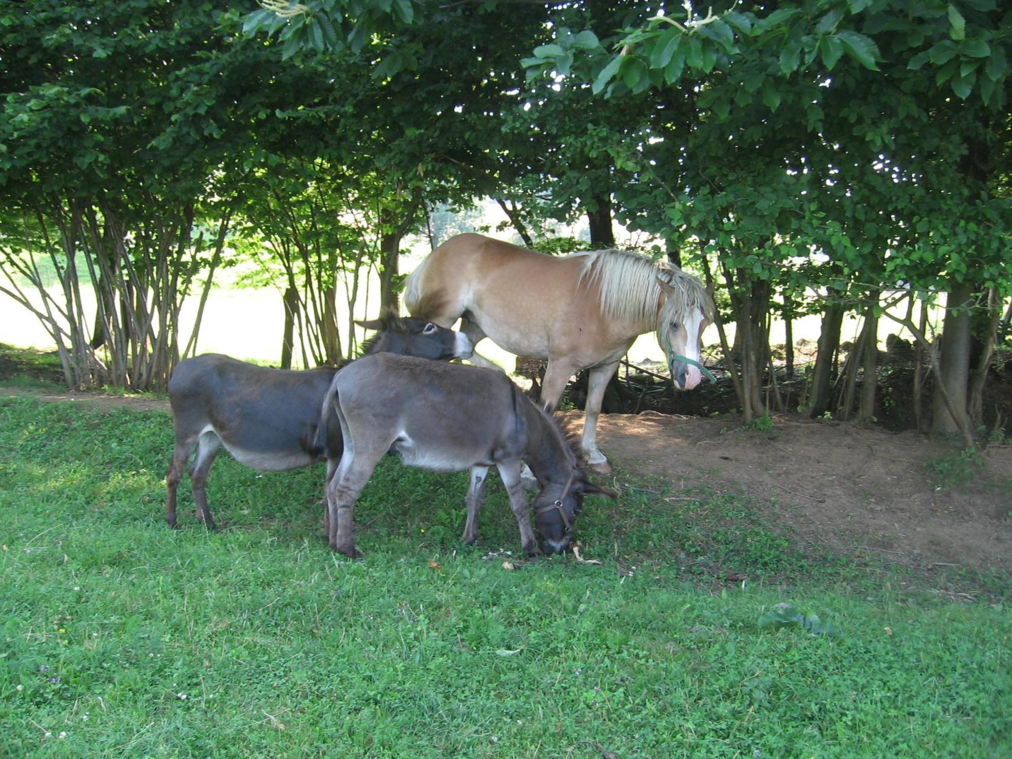 Tourist Farm Pri Martinovih Villa Krška Vas Kültér fotó